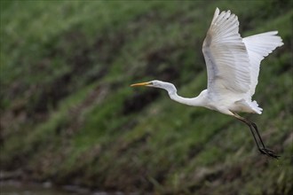 Great White Egret (Ardea alba), flying off, Emsland, Lower Saxony, Germany, Europe