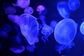 Moon jellyfish (Aurelia aurita) in a tank of the Bang Saen Aquarium, Chonburi Province, Thailand,