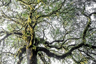 Laurel trees with mosses and lichens, Garajonay National Park, La Gomera, Canary Islands, Spain,