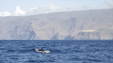 Bottlenose dolphin (Tursiops truncatus), dolphin, off the coast, La Gomera, Canary Islands, Spain,