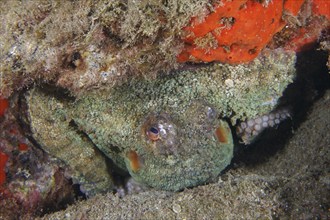 An octopus, Common Octopus (Octopus vulgaris), peeks out of its rocky niche between red sea