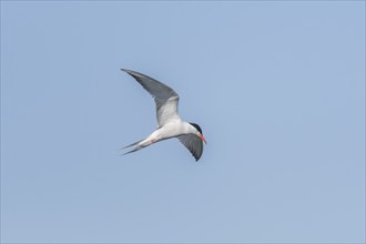 Common tern (Sterna hirundo) hovering over a marsh. Bas Rhin, Alsace, France, Europe