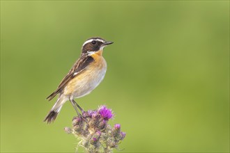 Whinchat (Saxicola rubetra), male standing on marsh thistle (Cirsium palustre), songbirds, animals,