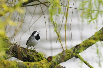 A white wagtail (Motacilla alba) singing on a branch overgrown with moss, Hesse, Germany, Europe