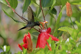 Broad-billed hummingbird (Cynanthus latirostris), adult, male, flying, on flower, foraging, Sonoran