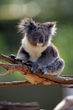 Koala (Phascolarctos cinereus), adult on tree, Kangaroo Island, South Australia, Australia, Oceania