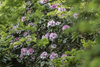 Rhododendron (Rhododendron Simona), Emsland, Lower Saxony, Germany, Europe