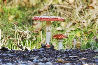 Fairytale toadstools (Amanita muscaria), October, Lusatia, Germany, Europe