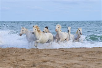 White Camargue horses gallop through the shallow water by the sea along a sandy beach, Camargue,