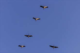 Five cranes flying in formation against the blue sky, crane (Grus grus) wildlife, Western Pomerania