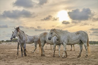 Camargue horses on the beach at sunset with cloudy sky, Camargue, France, Europe