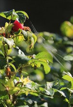 Rosehips, September, Mecklenburg-Western Pomerania, Germany, Europe