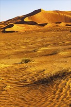 Wind-sculpted curved sand dunes in the evening light, in the Rub al Khali desert, Dhofar province,