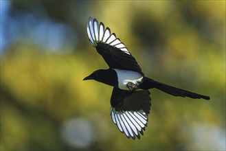 Eurasian Magpie, Pica pica, bird in flight over marshes