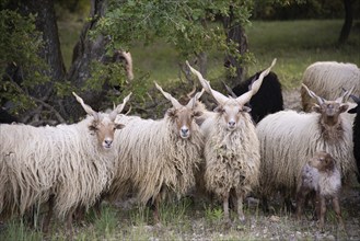 Racket sheep (Ovis aries strepsiceros Hungaricus) in Provence, France, Europe