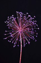 Flower ball of a faded ornamental allium, slightly processed, Bavaria, Germany, Europe