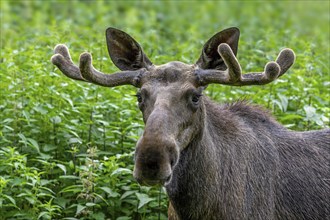 Moose, elk (Alces alces) close-up portrait of bull, male with small antlers covered in velvet in