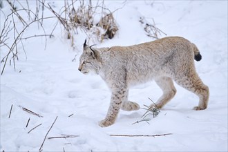 Eurasian lynx (Lynx lynx) walking in the snow in winter, Bavaria, Germany, Europe