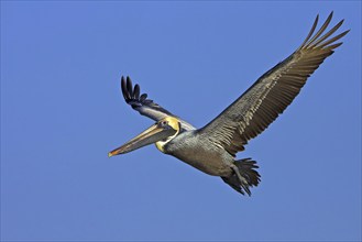 Brown pelican (Pelecanus occidentalis), Brown Pelican, aerial view, Little Estero Lagoon, Ft. Myers