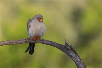 Red-footed Falcon, (Falco vespertinu), perching station, falcon family, Tower Hide, Tiszaalpár,