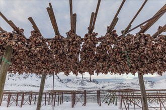 Dried fish, skrei, traditional fishing, winter, Moskenesoya, Lofoten, Norway, Europe