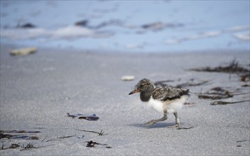 Oystercatcher chicks on the beach of Heligoland, Germany, Europe