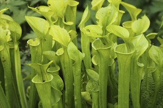 Yellow pitcherplant (Sarracenia flava) carnivorous plant, Vogelpark Walsrode, Lower Saxony,