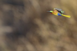 Red-throated Bee-eater, (Merops bulocki), flight photo, Bansang quarry, Bansang, South Bank,