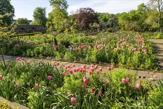 Tulips flowering in garden of the Horniman Museum and Gardens, Forest Hill, London, England, UK