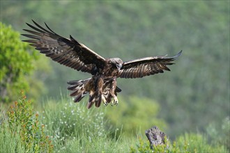 Golden eagle (Aquila chrysaetos) approaching, early morning light, Extremadura, Spain, Europe