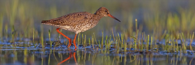 Common redshank (Tringa totanus), East Khawr / Khawr Ad Dahariz, Salalah, Dhofar, Oman, Asia