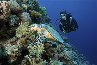 Diver looking at large Hawksbill sea turtle (Eretmochelys imbricata) eating leather coral in coral