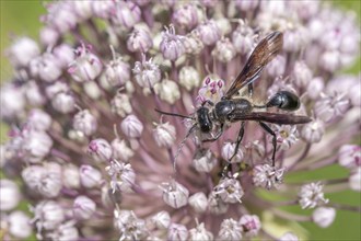 Mexican isodont (Isodontia mexicana) looking for pollen on a pink flower Bas rhin, Alsace, grand