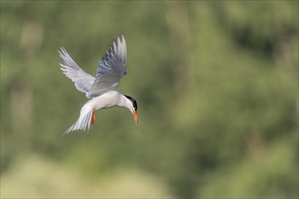 Common tern (Sterna hirundo) hovering over a marsh. Bas Rhin, Alsace, France, Europe