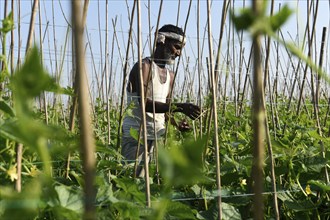 Farmer working in a cucumber agriculture farm, during country-wide strike by farmers, in Barpeta,