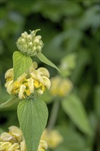 Fireweed or turkish sage (Phlomis russeliana), Münsterland, North Rhine-Westphalia, Germany, Europe