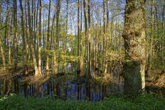 Alluvial forest at Kirchwerder Mühlendamm, an old bird sanctuary in the Zollenspieker nature