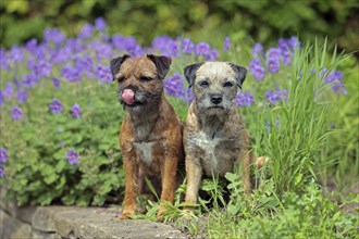 Border Terrier