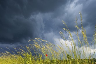 Thunderstorm cell over fields near Krebs in the Osterzgebirge, Krebs, Saxony, Germany, Europe