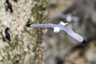 Black-legged Kittiwake, Rissa tridactyla, Bird in fly, Bempton Cliffs, North Yorkshire, England,