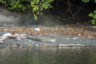 Spectacled caiman (Caiman crocodilus) with open mouth, lying in the sand at the water's edge, in