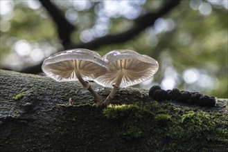 Ringed beech slime moulds (Oudemansiella mucida), Emsland, Lower Saxony, Germany, Europe