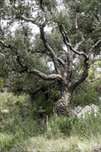 Cork oak (Quercus suber), Sicily, Italy, Europe