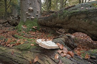 Tinder fungus (Fomes fomentarius) on beech deadwood, Emsland, Lower Saxony, Germany, Europe