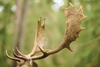 European fallow deer (Dama dama) stag, antler, detail, Bavaria, Germany, Europe