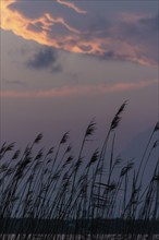 Sea oats silhouetted against a colorful sunset across Perdido Bay in Pensacola, Florida, USA, North