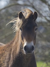 Icelandic Pony, (Equus ferus caballus), portrait of animal looking alert, island of Texel, Holland