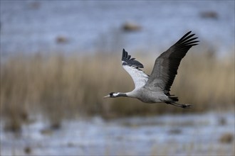 Common crane (Grus grus), Hornborga, Sweden, Europe