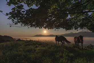 Horses standing in a meadow, tree, sunrise, morning mood, mountains, NLoisach-Lake Kochel-Moor,