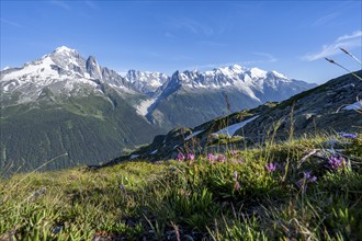 Mountain meadow with flowers, mountain panorama, mountain peaks Aiguille Verte, Grandes Jorasses